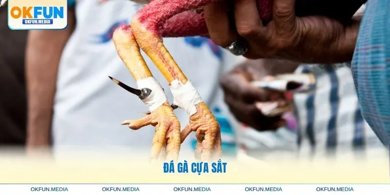 iml_da-ga-cua-sat